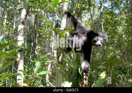 Madagascar Lémurien Indri Banque D'Images