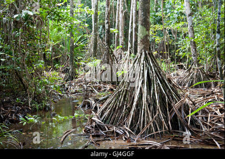 Les racines des arbres dans les forêts tropicales à Madagascar Banque D'Images