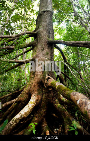 Les racines des arbres dans les forêts tropicales à Madagascar Banque D'Images