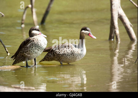 Red-billed Teal Anas erythrorhyncha Canard pilet / Madagascar Banque D'Images