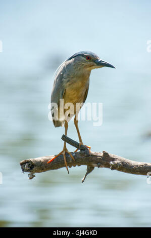 Black Bihoreau gris Nycticorax nycticorax Madagascar Banque D'Images