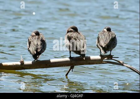 Red-billed Teal Anas erythrorhyncha Canard pilet / Madagascar Banque D'Images