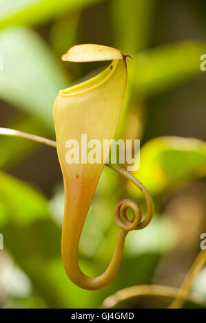 Sarracénie Nepenthes madagascariensis Madagascar Banque D'Images