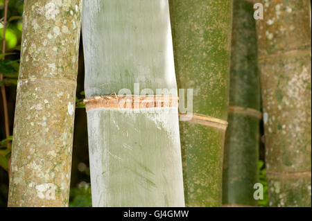 Bambou géant Cathariostachys madagascariensis Madagascar Banque D'Images