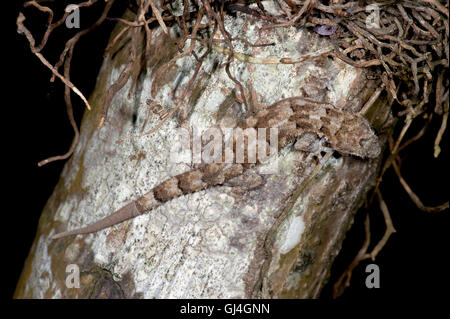Madagascar gecko terrestre Paroedura sp Banque D'Images