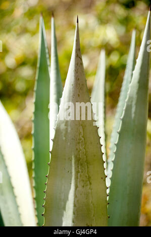 Agave sisalana Sisal Madagascar Banque D'Images