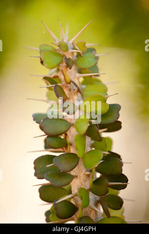 La société malgache cactus Alluaudia procera Banque D'Images