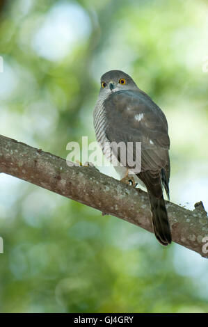 Madagascar Autour des palombes, Accipiter francesii francesii Banque D'Images