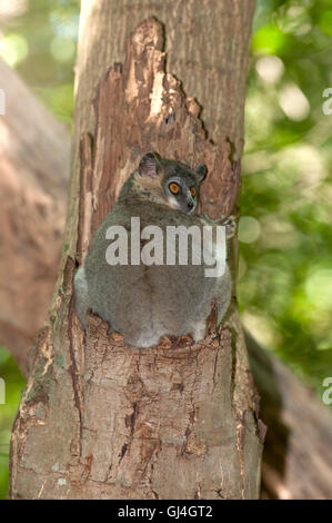 Lémurien sportif à pieds blancs Lepilemur leucopus Madagascar Banque D'Images