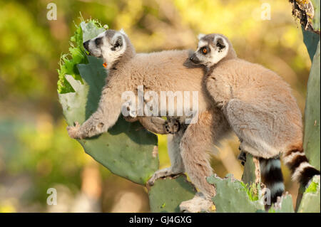 Ring Tailed Lemur Lemur catta Madagascar Banque D'Images