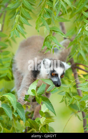 Ring Tailed Lemur Lemur catta Madagascar Banque D'Images