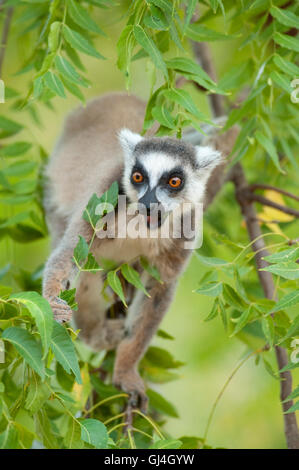 Ring Tailed Lemur Lemur catta Madagascar Banque D'Images