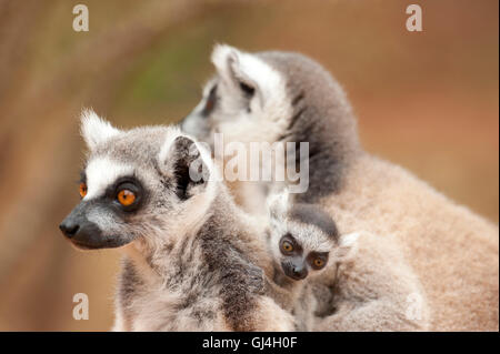 Ring Tailed Lemur Lemur catta Madagascar Banque D'Images