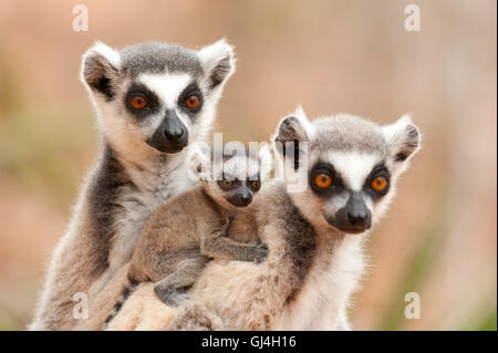 Ring Tailed Lemur Lemur catta Madagascar Banque D'Images