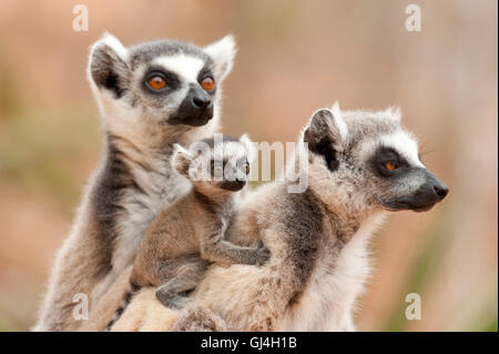 Ring Tailed Lemur Lemur catta Madagascar Banque D'Images