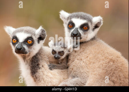Ring Tailed Lemur Lemur catta Madagascar Banque D'Images