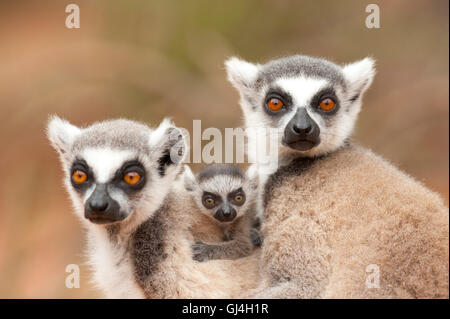 Ring Tailed Lemur Lemur catta Madagascar Banque D'Images