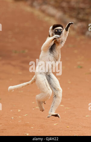 Le propithèque de verreaux Propithecus verreauxi Madagascar Banque D'Images