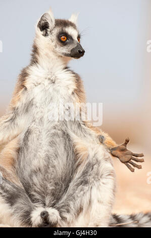 Ring Tailed Lemur Lemur catta Madagascar Banque D'Images