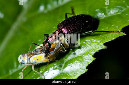 Tiger Beetle Madagascar Banque D'Images