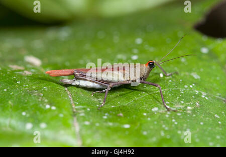 Ou pygmée huppée Grasshopper Tetrigidae Madagascar Banque D'Images