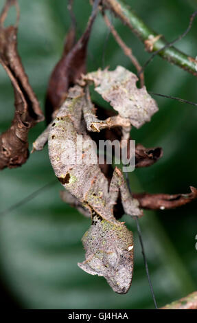 Feuille sataniques gecko à queue l'Uroplatus phantasticus Banque D'Images