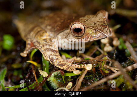 La grenouille aux yeux bleus lumineux Madagascar Boophis madagascariensis Banque D'Images