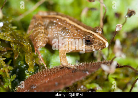 Ptychadena mascareniensis Grenouille strié de Mascarene Banque D'Images