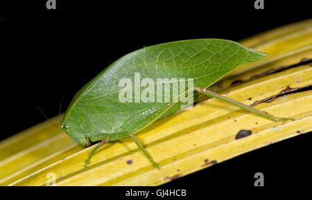 Katydid Tettigoniidae sp. Madagascar Banque D'Images