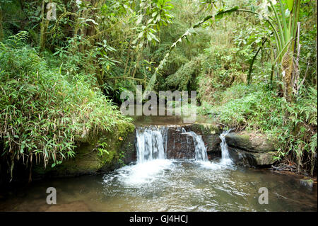 Parc national de Ranomafana Madagascar Flux Banque D'Images