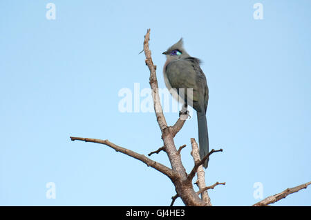 Crested Coua Coua cristata Madagascar Banque D'Images