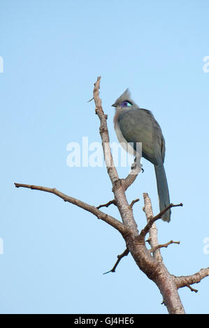 Crested Coua Coua cristata Madagascar Banque D'Images