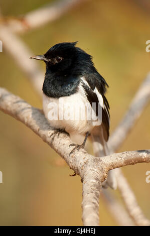 Magpie Robin Copsychus albospecularis Madagascar Banque D'Images