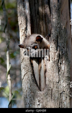 Lemur Lepilemur ruficaudatus belette moindre Madagascar Banque D'Images