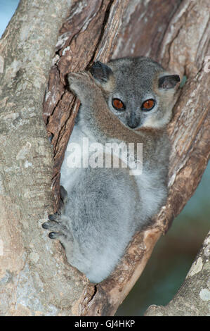 Lemur Lepilemur ruficaudatus belette moindre Banque D'Images