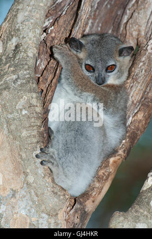 Lemur Lepilemur ruficaudatus belette moindre Banque D'Images