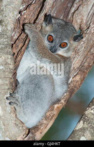 Lemur Lepilemur ruficaudatus belette moindre Banque D'Images