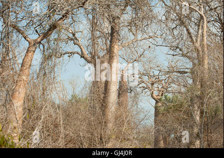 Les arbres épineux & Baobab Madagascar Banque D'Images