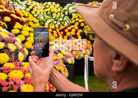 Un visiteur de Shrewsbury Flower Show prend une photo d'un chrysanthème afficher avec un téléphone mobile, Shropshire, England, UK Banque D'Images