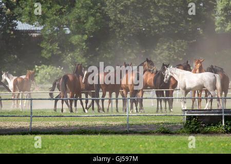 Chevaux dans une clairière Banque D'Images