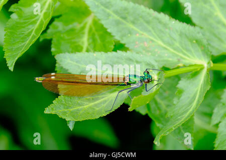 Femme Belle Demoiselle Calopteryx splendens demoiselle, Banque D'Images