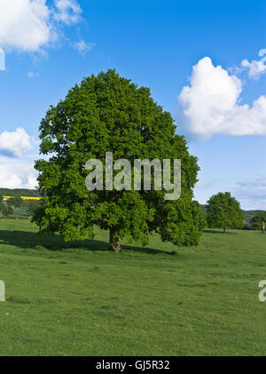 Dh Oak tree TREE un champ Cotswold flore arbres Grande-bretagne uk british personne ne les différents champs Banque D'Images