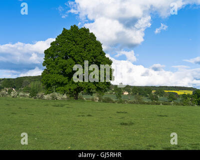 dh arbre de chêne Royaume-Uni un seul champ d'arbre Cotswold champs de paysage royaume-uni grande-bretagne magnifique prairie angleterre Banque D'Images