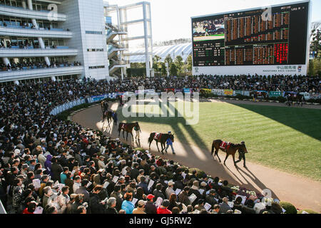 Punters contrôler l'chevaux et leur forme à la parade anneau pour la race 11, la grande course du jour l'American Jockey Club Cup Banque D'Images