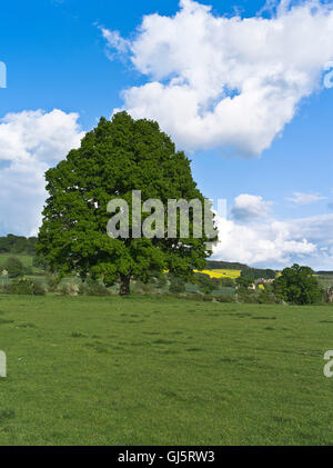 dh arbre de chêne Royaume-Uni un beau champ d'arbre simple Cotswold royaume-uni Lone british Trees personne pré printemps Banque D'Images