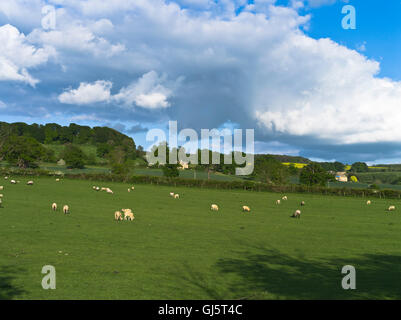 dh COTSWOLDS GLOUCESTERSHIRE Springagbs dans le champ anglais paysage campagne été moutons agneaux royaume-uni herbe belle angleterre Banque D'Images