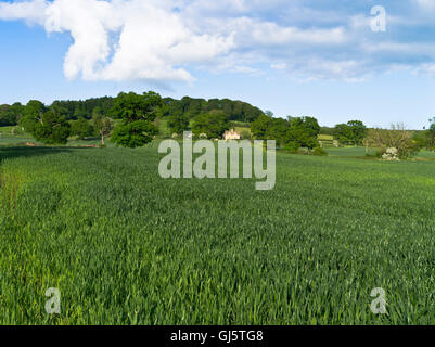 dh COTSWOLDS GLOUCESTERSHIRE Field Crop english paysage cotswold Cottage Fields ferme rurale verte du royaume-uni belle angleterre Banque D'Images