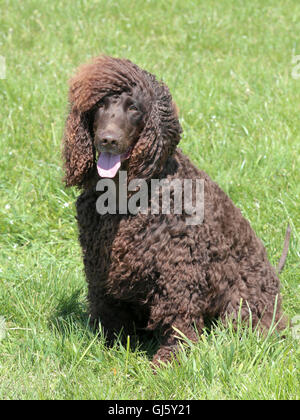 Irish Water Spaniel typique dans le jardin au printemps Banque D'Images