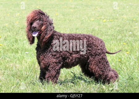 Irish Water Spaniel typique dans le jardin au printemps Banque D'Images