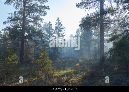 La fumée des incendies de forêt lointaine forêt Kaibab intérieur près du Grand Canyon National Park Arizona USA Banque D'Images